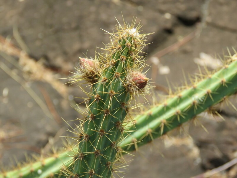 Cereus alex-bragae photo 3