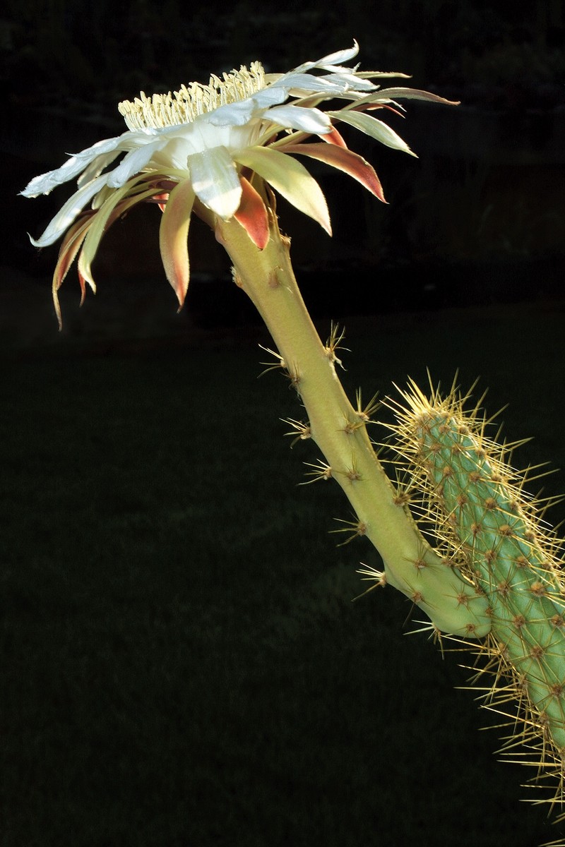 Cereus alex-bragae