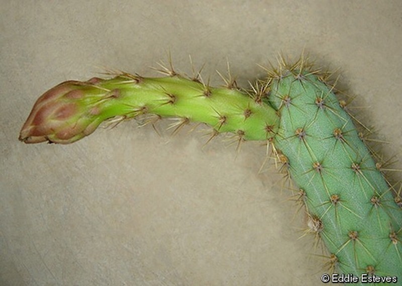 Cereus alex-bragae photo 4