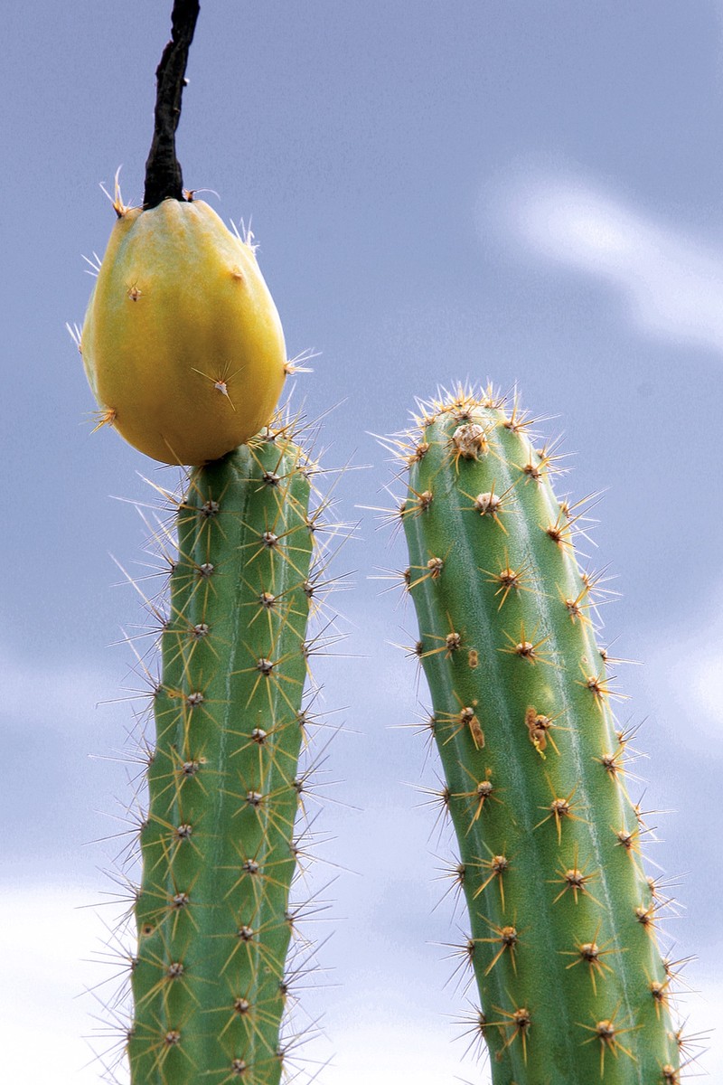 Cereus alex-bragae photo 5