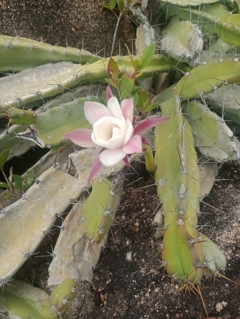 Cereus fernambucensis subsp. fernambucensis photo 3