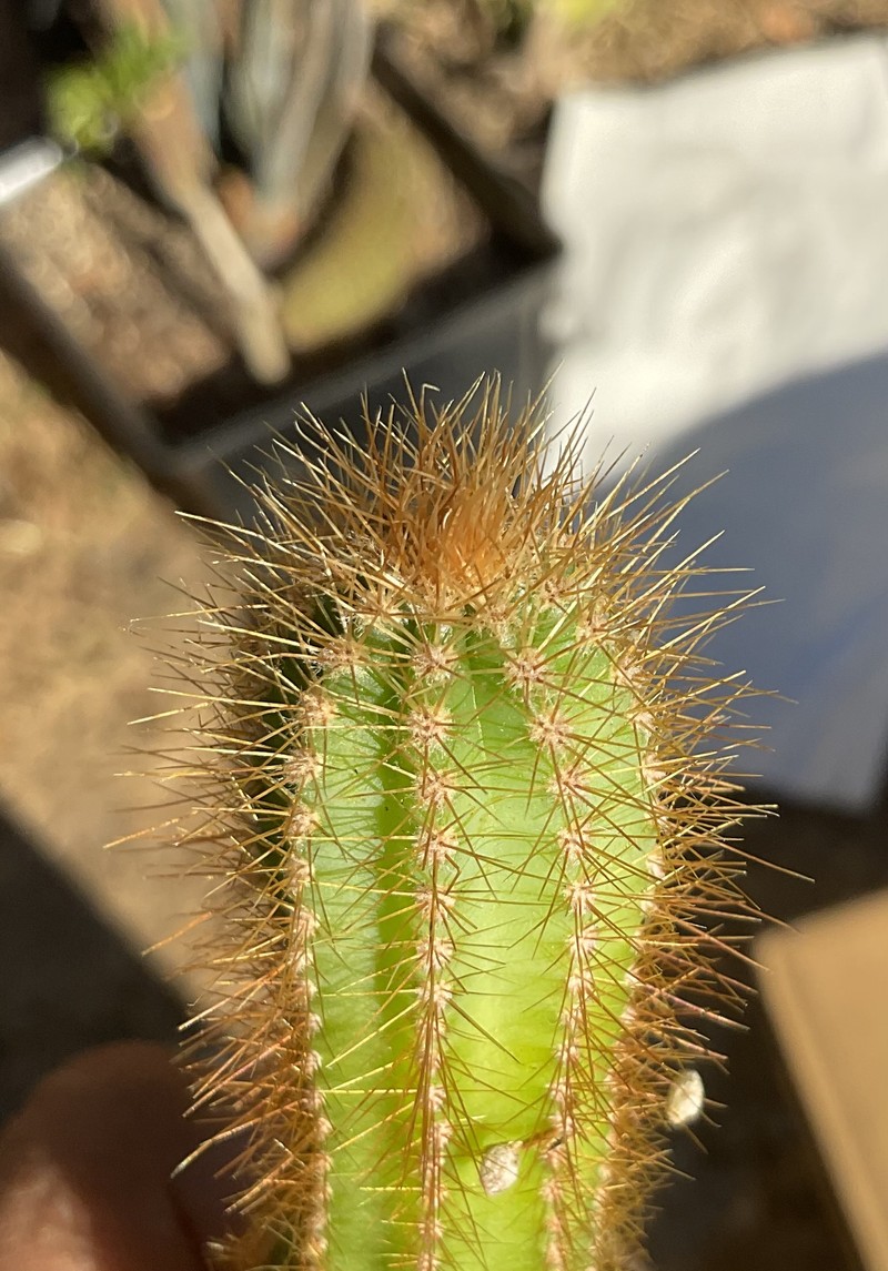 Cereus gerardi