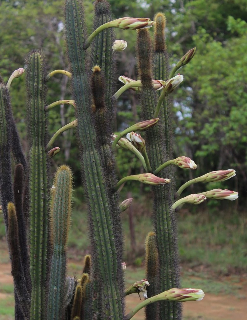 Cereus gerardi photo 2