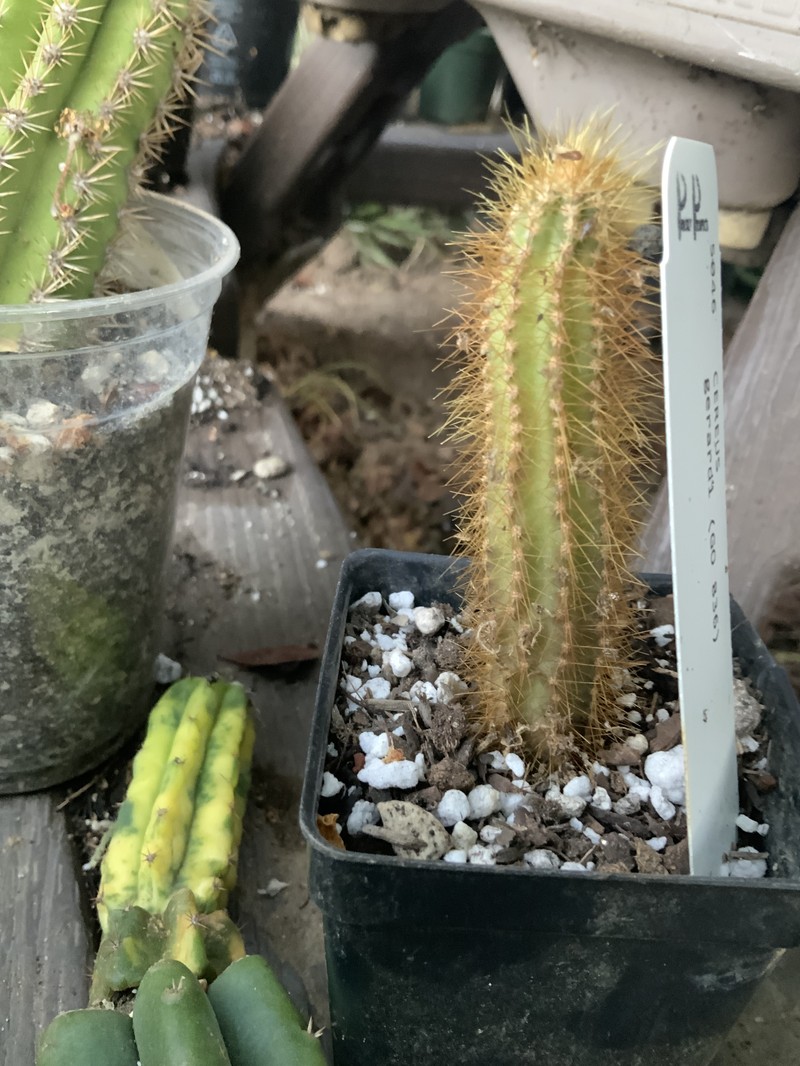 Cereus gerardi photo 3