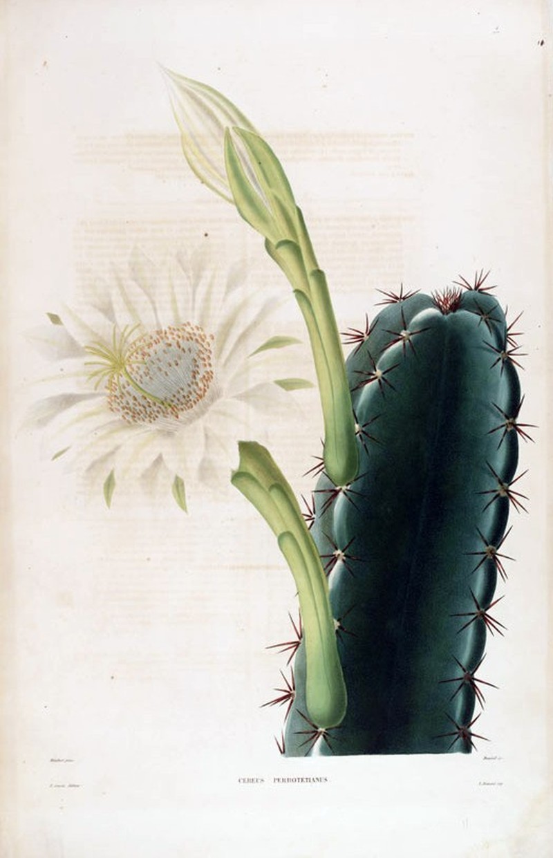 Lady Of The Night Cactus photo 2