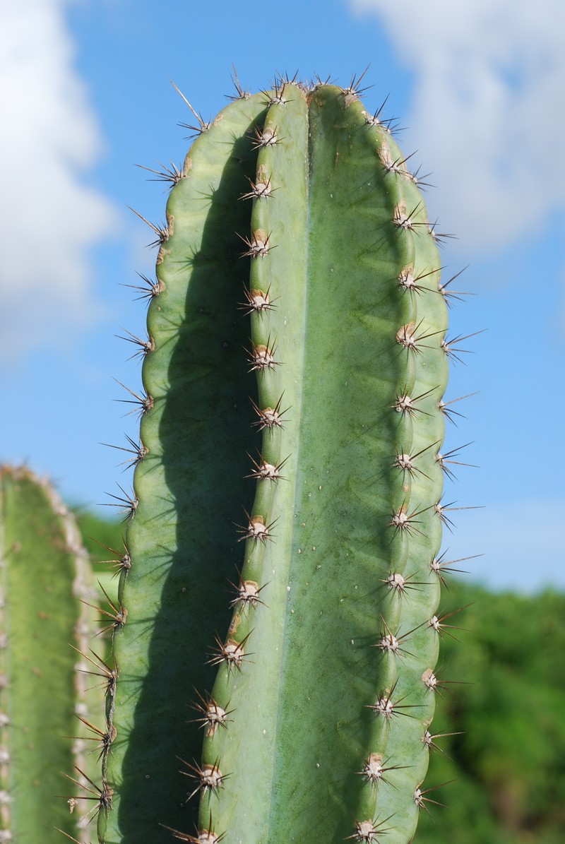 Lady Of The Night Cactus photo 3