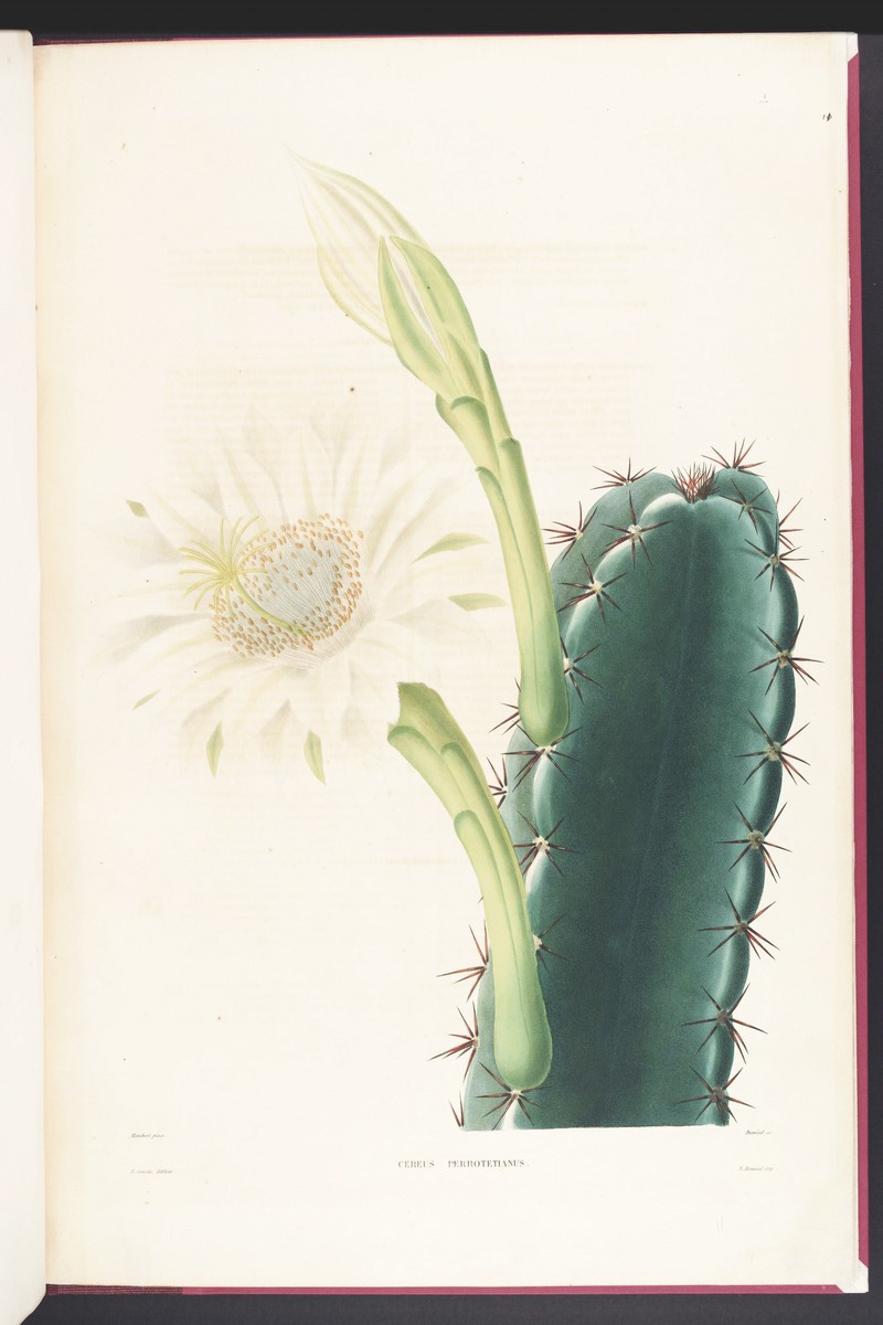 Lady Of The Night Cactus photo 4