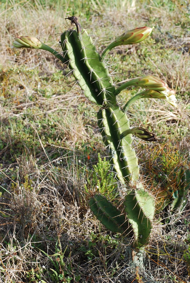 Lady Of The Night Cactus photo 5