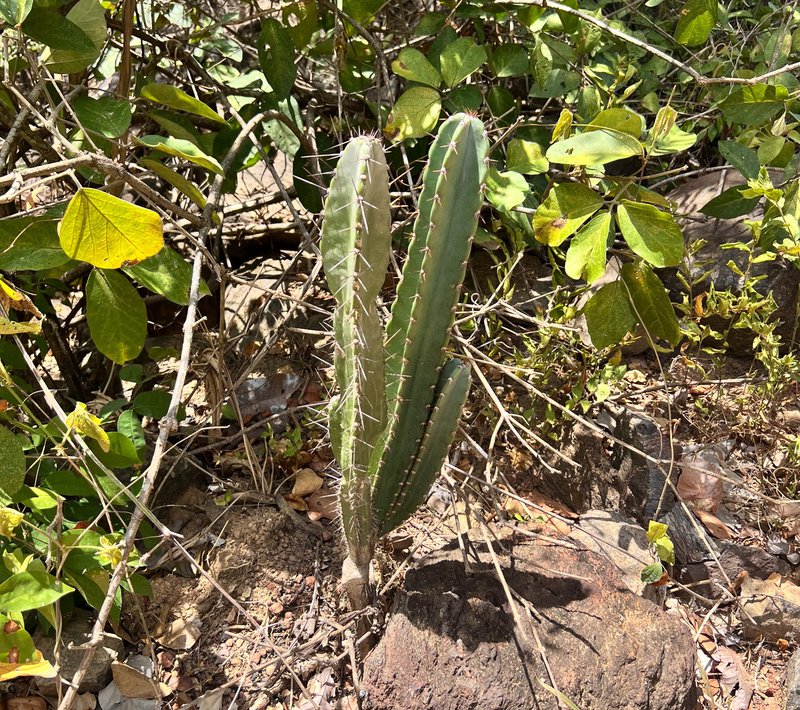 Lady Of The Night Cactus photo 6