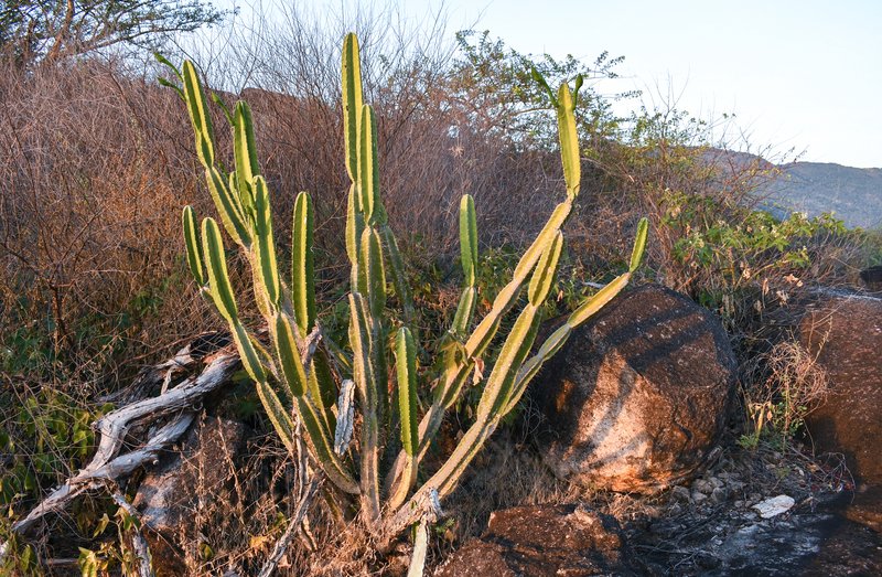 Lady Of The Night Cactus photo 7