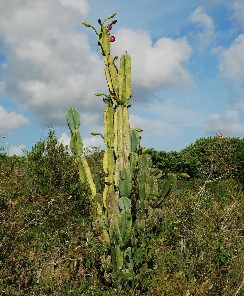 Lady Of The Night Cactus photo 8
