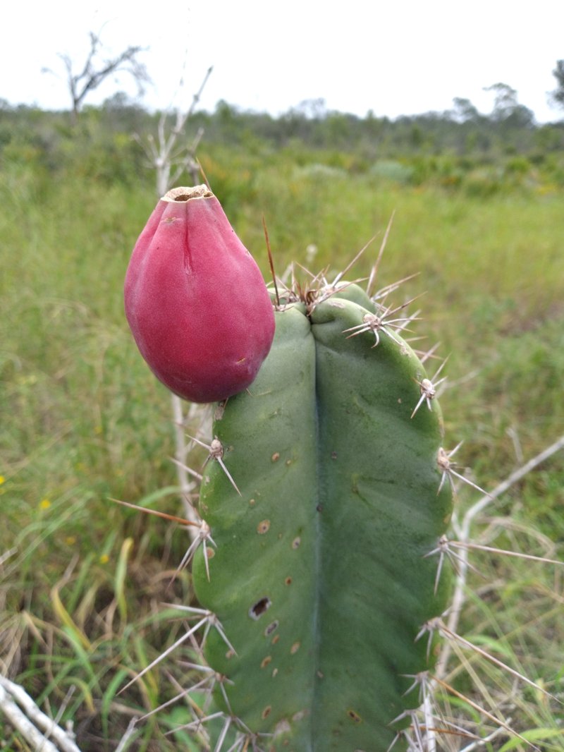 Lady Of The Night Cactus photo 9