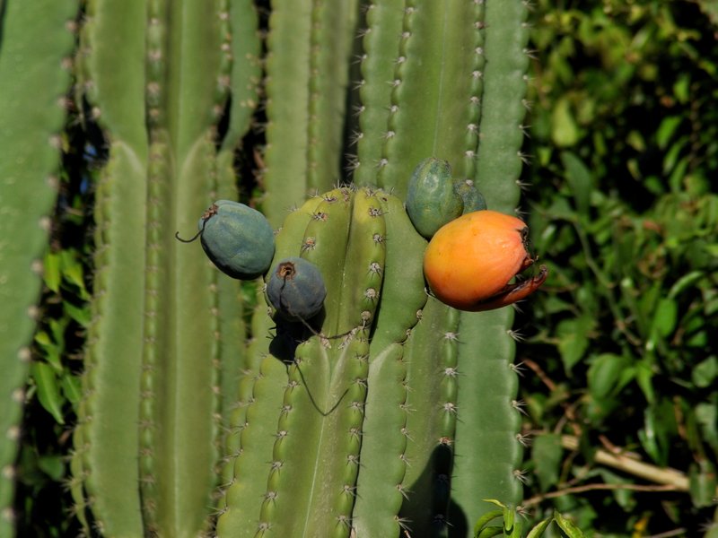 Hedge Cactus photo 2