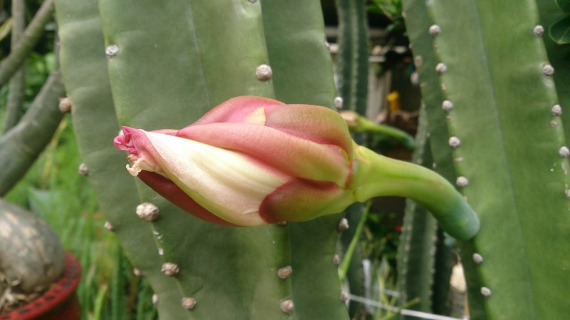 Hedge Cactus photo 3