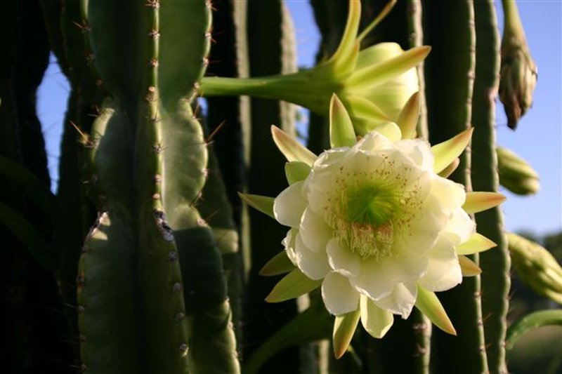 Hedge Cactus photo 4