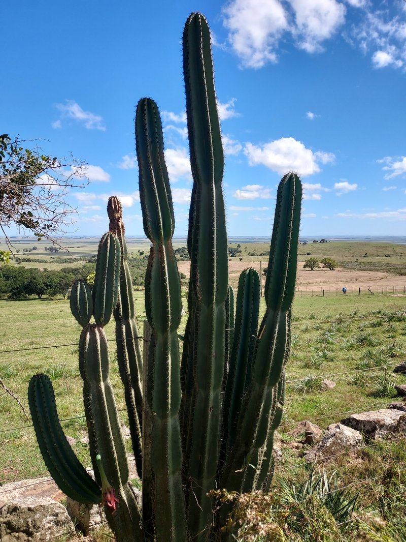 Hedge Cactus photo 5