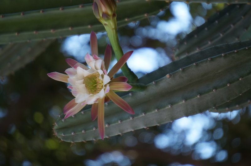 Hedge Cactus photo 6