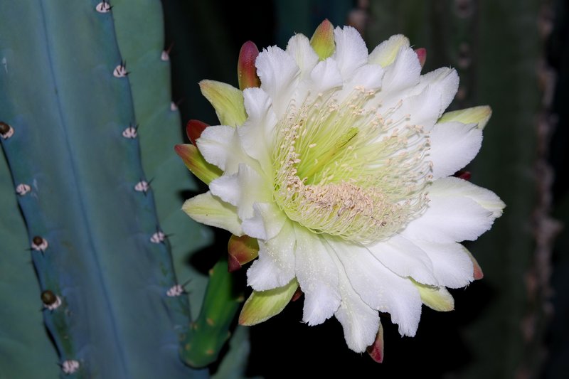 Hedge Cactus photo 7