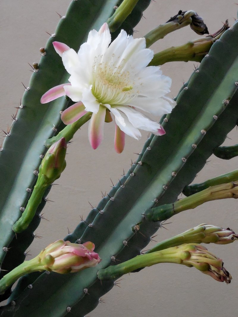 Hedge Cactus