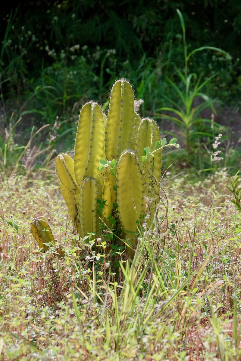 Hedge Cactus photo 8