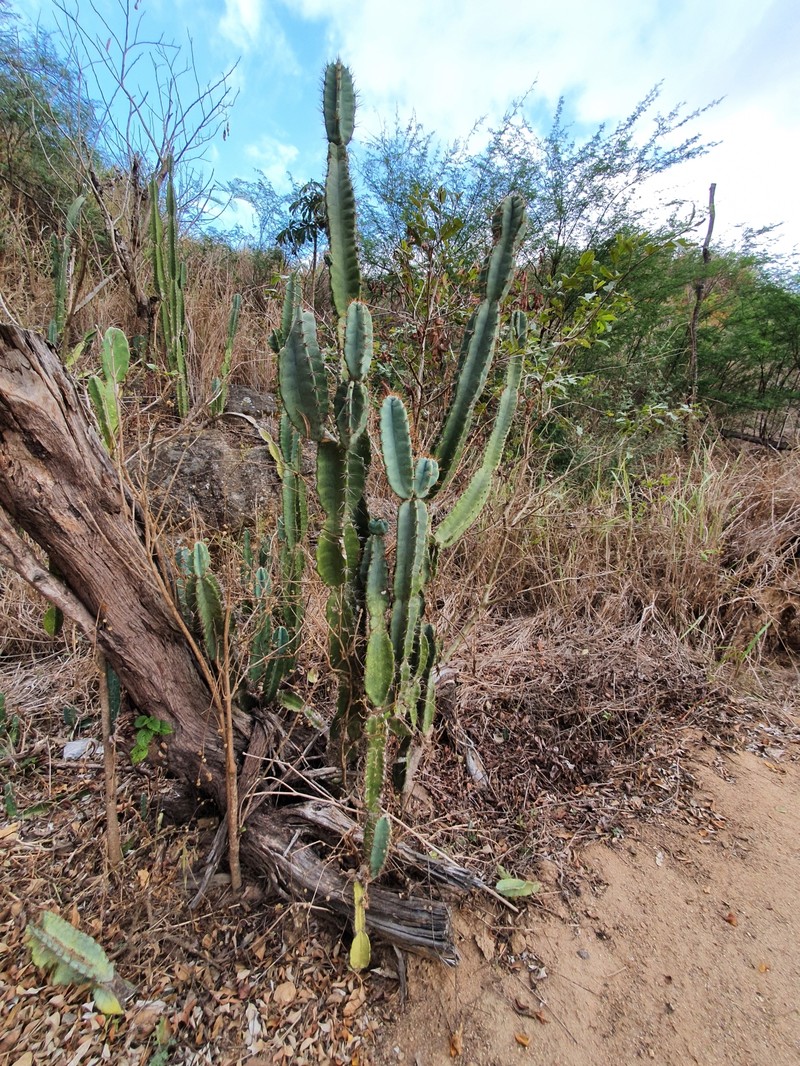 Cereus hildmannianus subsp. hildmannianus photo 2