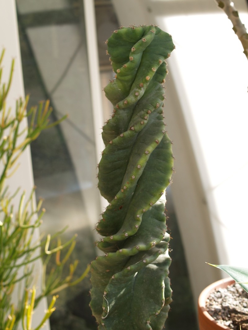 Cereus hildmannianus subsp. hildmannianus photo 4