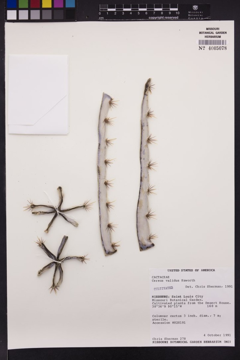 Cereus hildmannianus subsp. hildmannianus photo 5