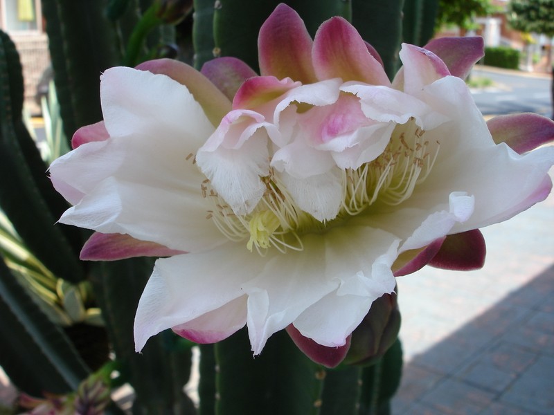 Cereus hildmannianus subsp. hildmannianus