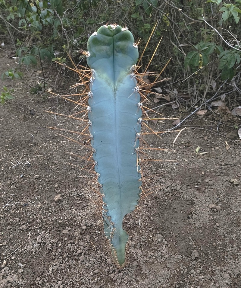 Cereus ingens