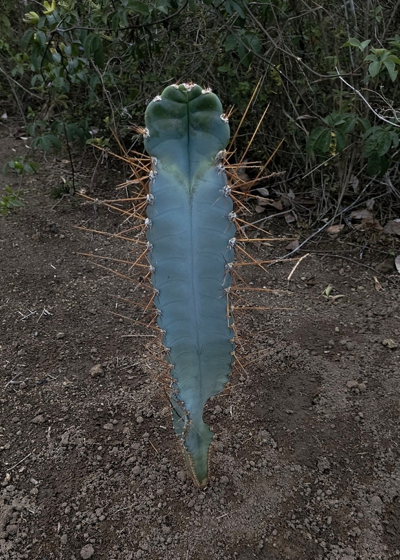 Cereus ingens photo 2