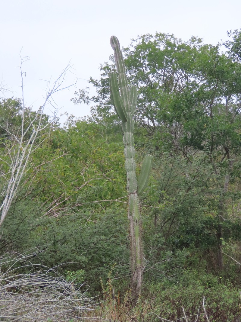 Cereus ingens photo 4