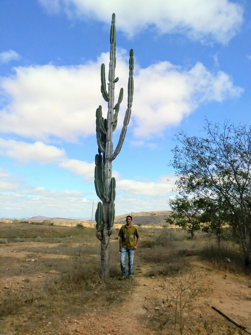 Cereus ingens photo 5