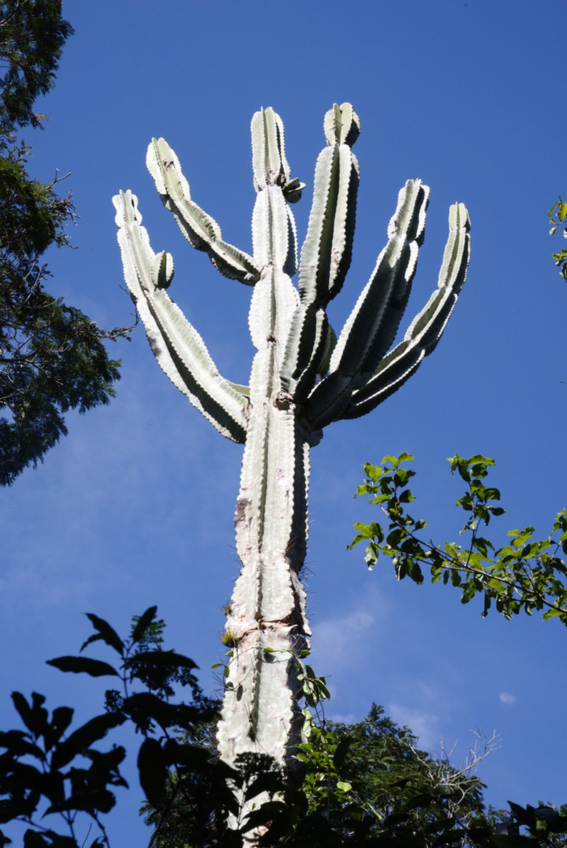 Cereus ingens photo 6