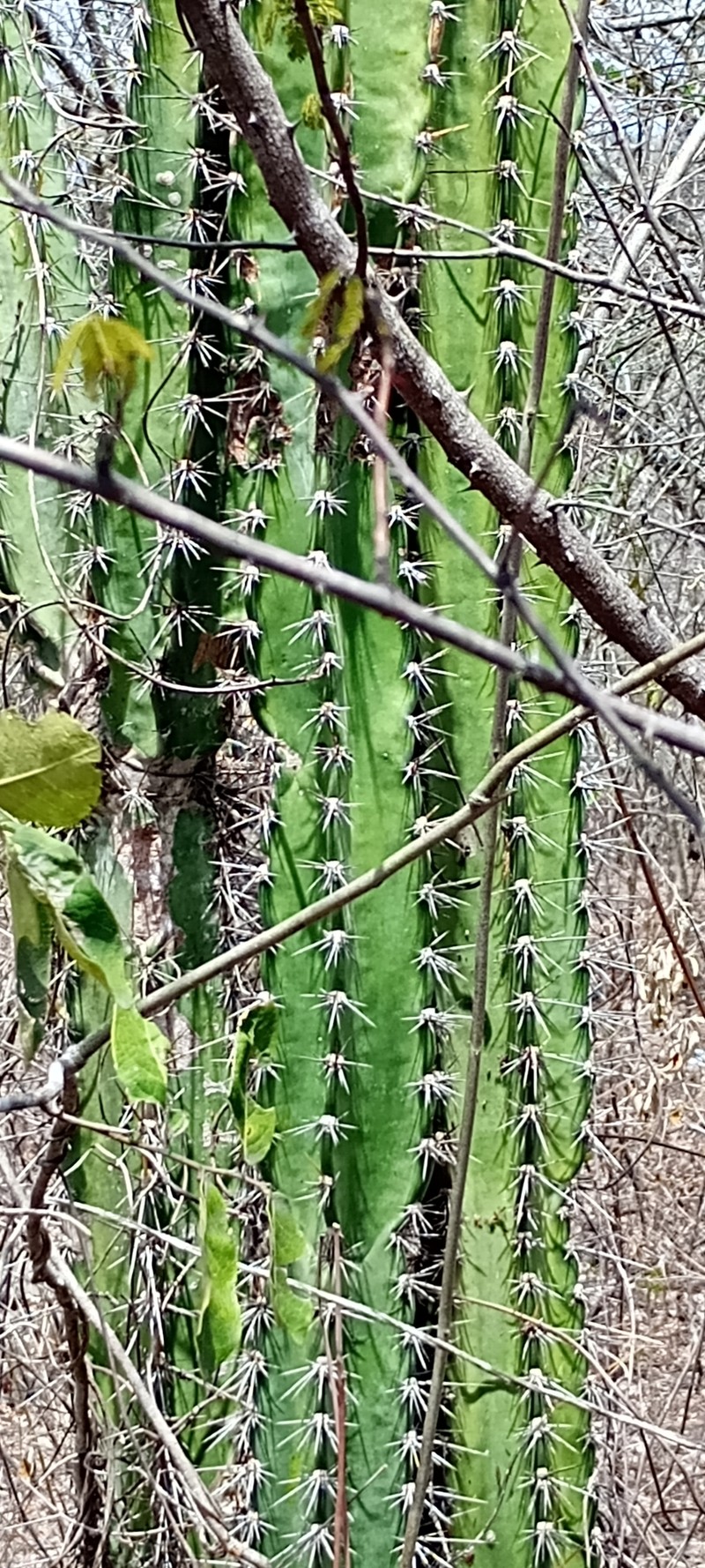 Cereus jamacaru subsp. jamacaru