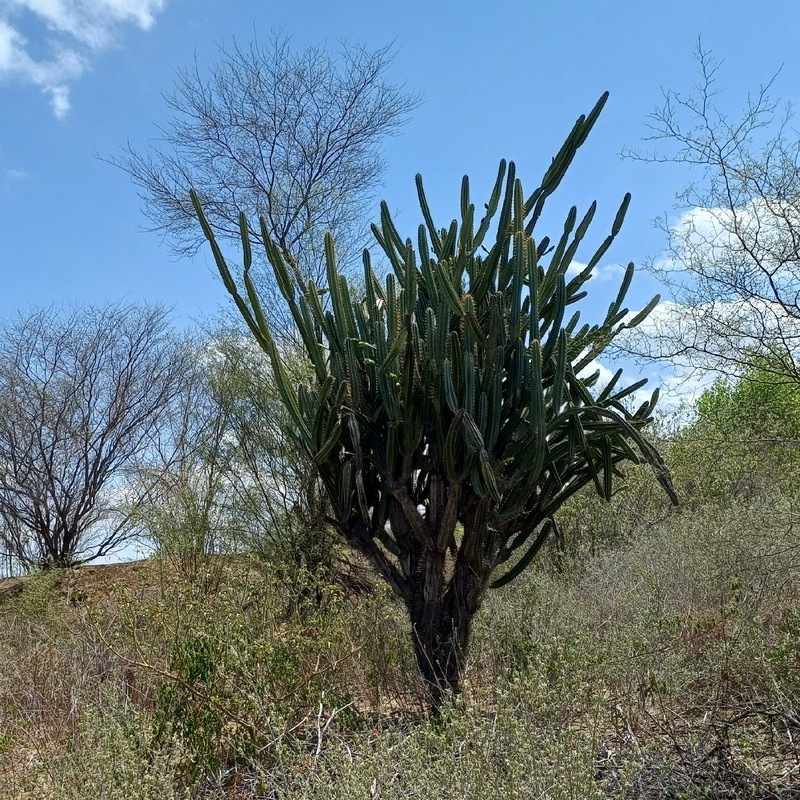 Cereus jamacaru subsp. jamacaru photo 2
