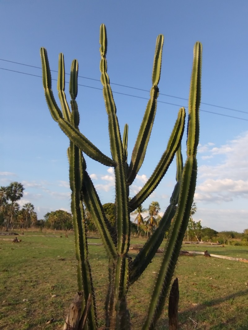 Cereus jamacaru subsp. jamacaru photo 4