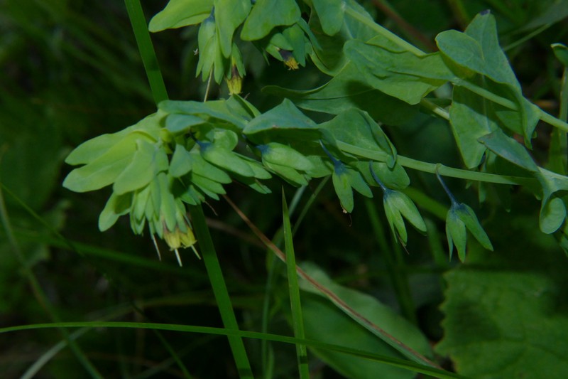 Cerinthe glabra subsp. glabra
