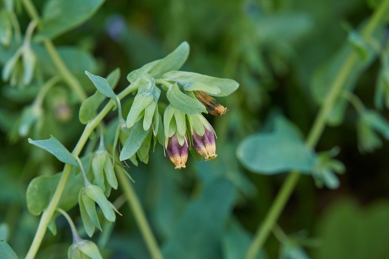 Cerinthe glabra subsp. glabra photo 2