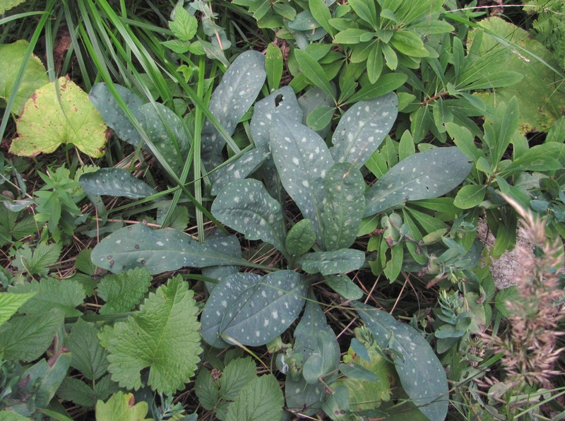 Cerinthe glabra subsp. glabra photo 3
