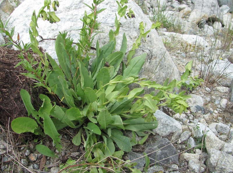 Cerinthe glabra subsp. glabra photo 4