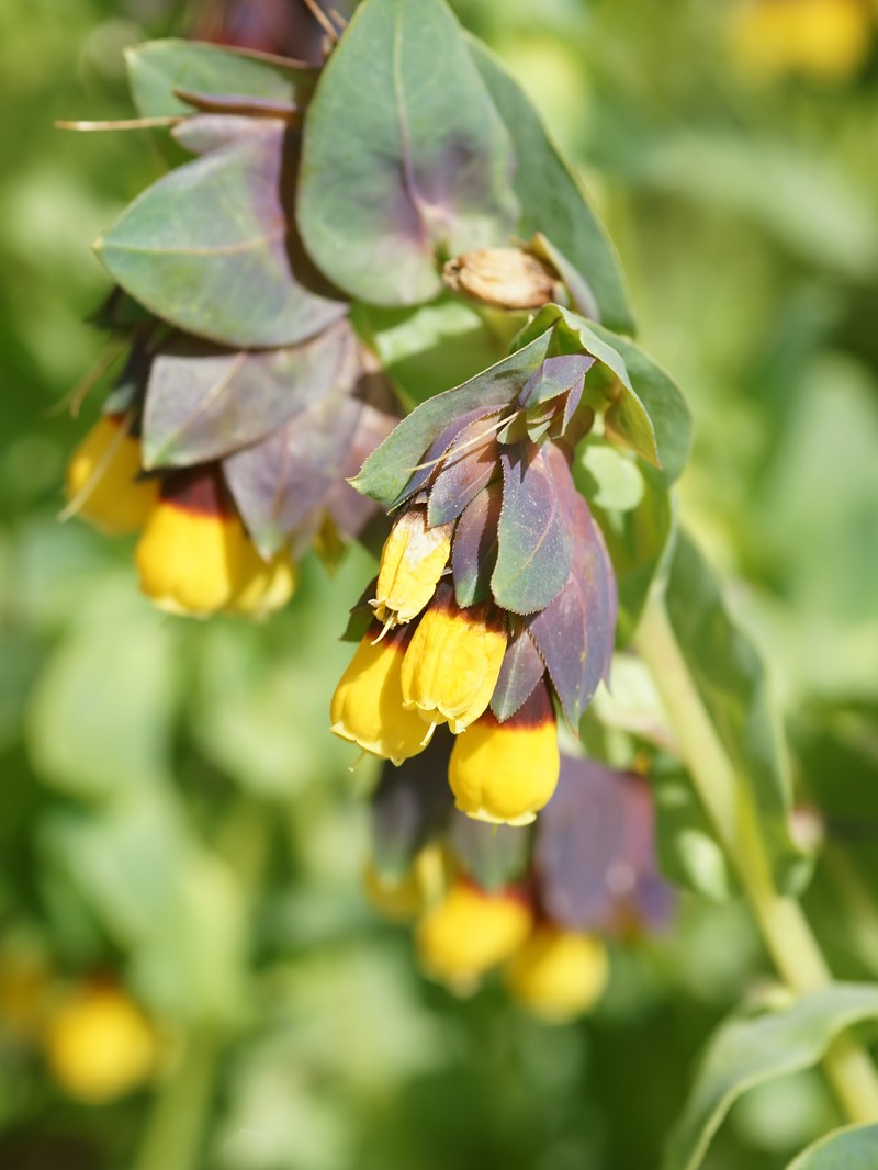 Honeywort photo 2
