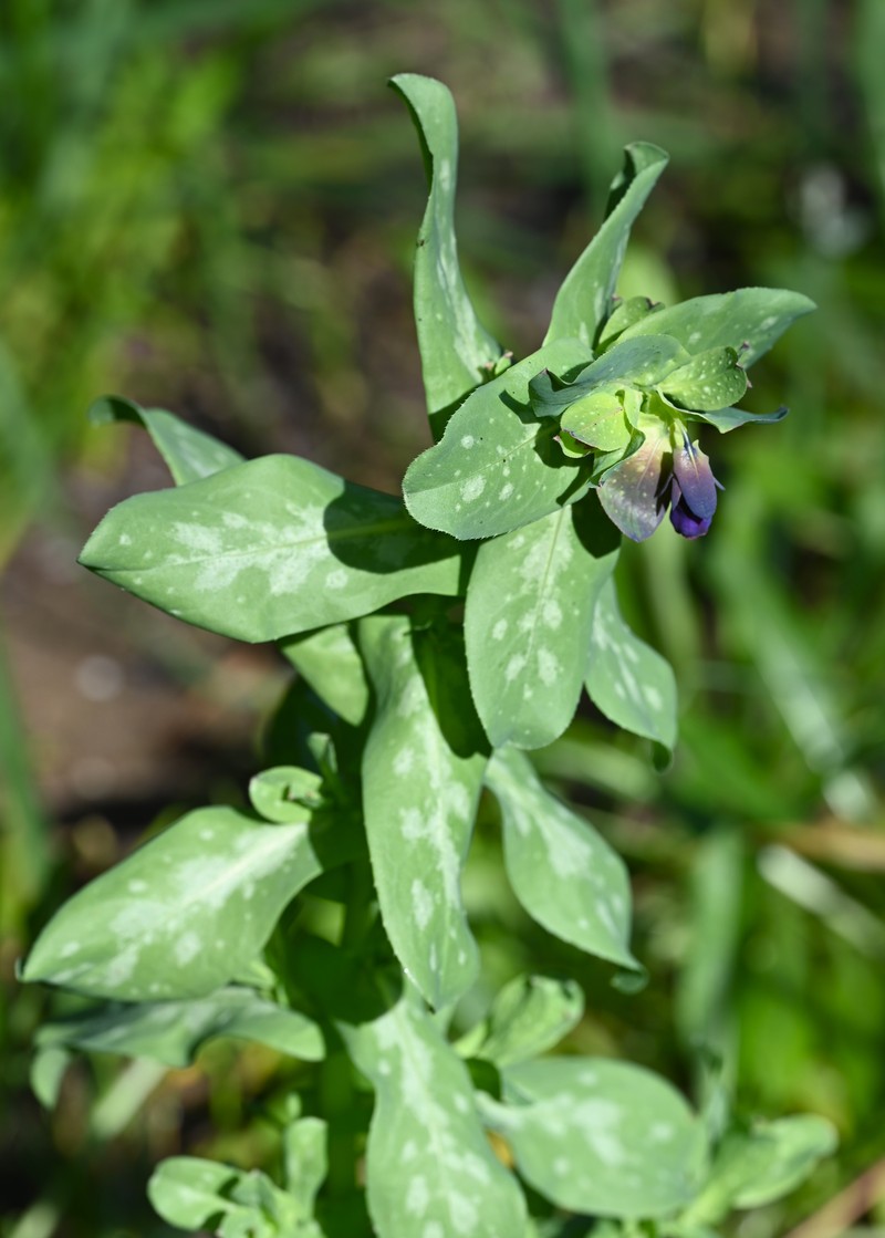 Honeywort photo 3