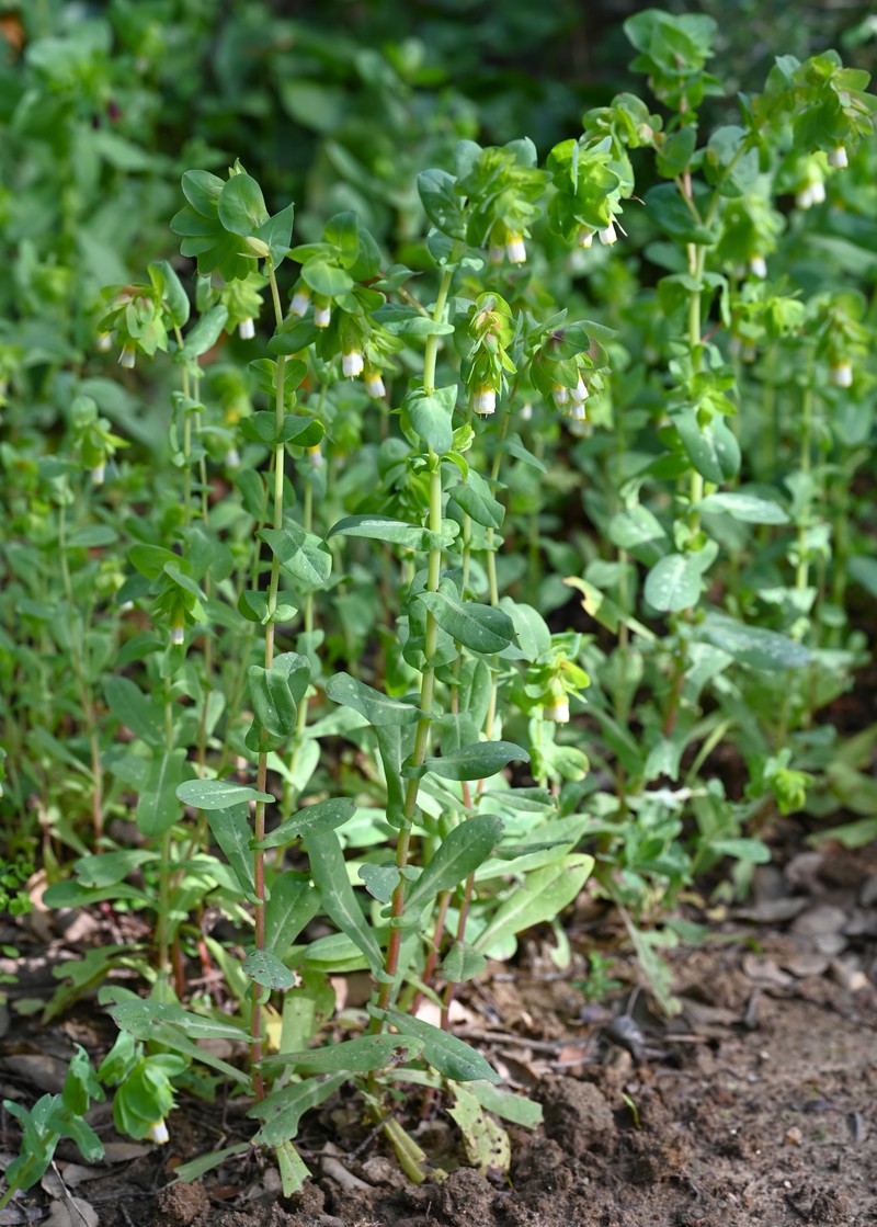 Honeywort photo 4