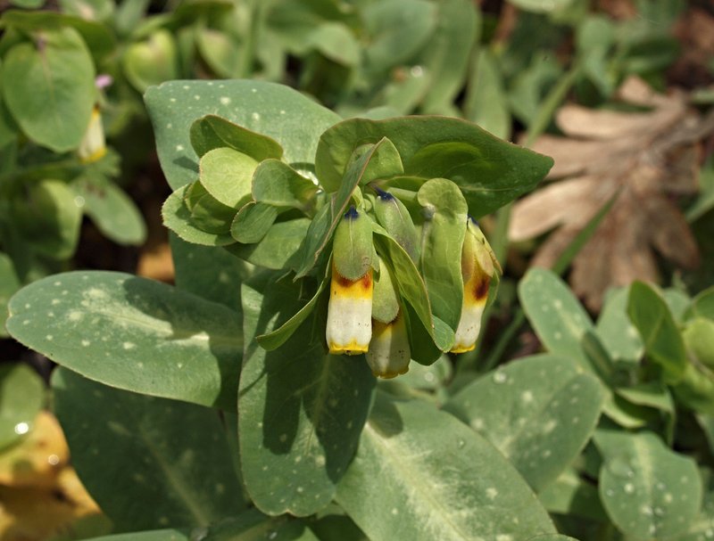 Honeywort photo 5
