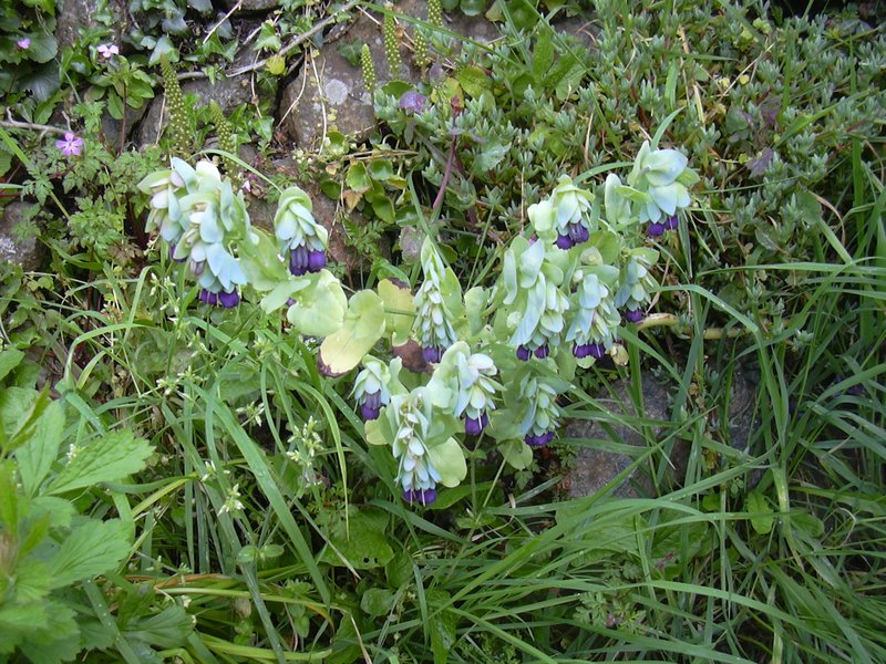 Honeywort photo 6