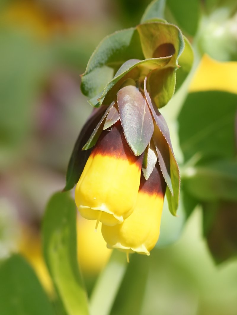 Honeywort photo 7