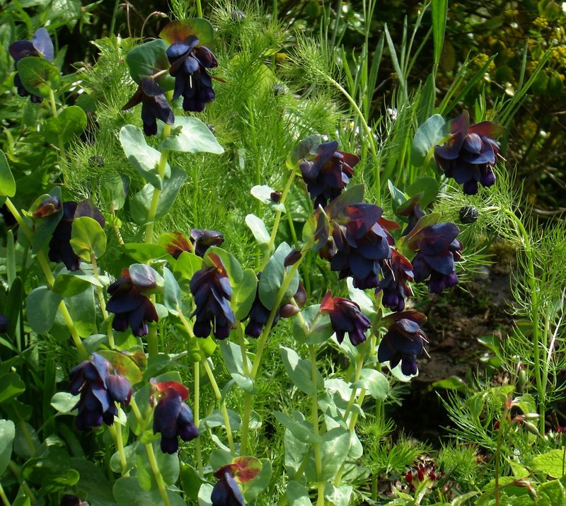 Honeywort photo 8