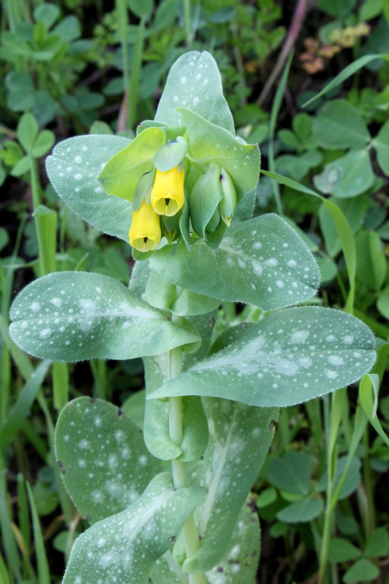 Honeywort