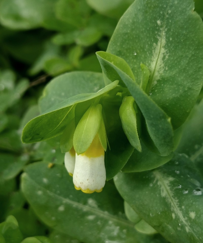 Cerinthe major subsp. major