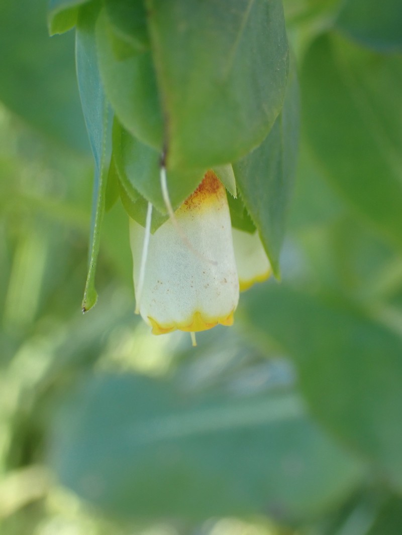 Cerinthe major subsp. major photo 2